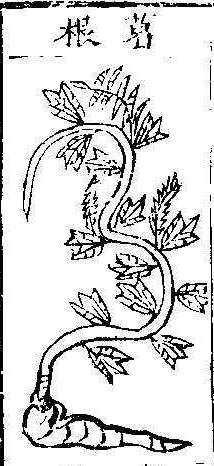 본초강목1 갈근 갈근.jpg