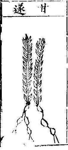 본초강목1 감수 감수.jpg