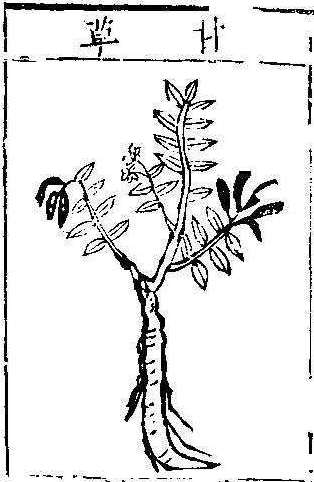 본초강목1 감초 감초.jpg