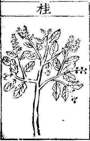 본초강목1 계지 계지1.jpg