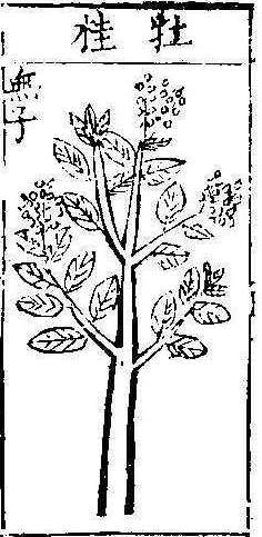 본초강목1 계지 계지2.jpg