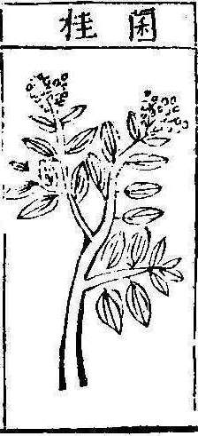 본초강목1 계지 계지3.jpg