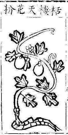 본초강목1 과루근 과루실.jpg