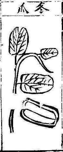 본초강목1 과체 과체1.jpg