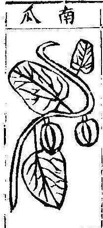 본초강목1 과체 과체2.jpg