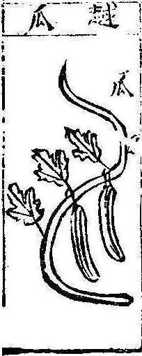 본초강목1 과체 과체3.jpg