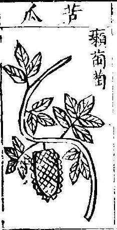 본초강목1 과체 과체5.jpg