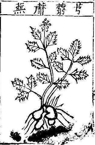 본초강목1 궁궁 궁궁.jpg