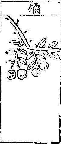 본초강목1 귤피 귤피.jpg