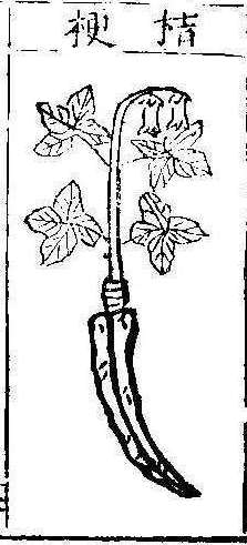 본초강목1 길경 길경.jpg