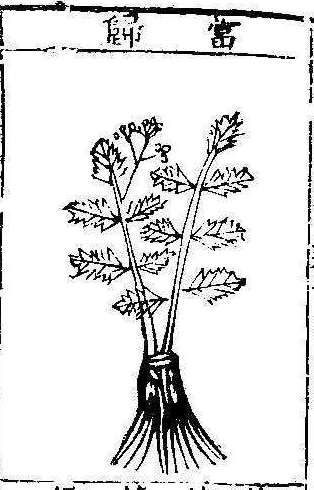 본초강목1 당귀 당귀.jpg