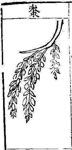 본초강목1 대조 대조.jpg