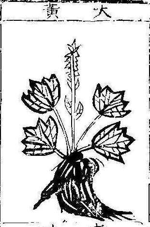 본초강목1 대황 대황.jpg