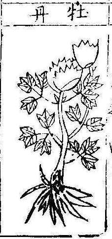 본초강목1 목단피 목단.jpg