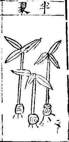 본초강목1 반하 반하.jpg