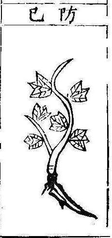 본초강목1 방기 방기.jpg