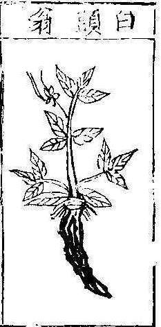 본초강목1 백두옹 백두옹.jpg