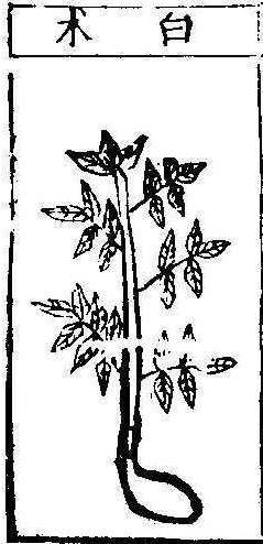 본초강목1 출 백출.jpg