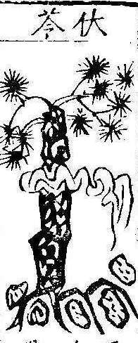 본초강목1 복령 복령.jpg