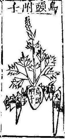 본초강목1 부자 부자.jpg