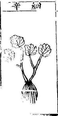 본초강목1 세신 세신.jpg