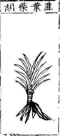 본초강목1 시호 시호1.jpg