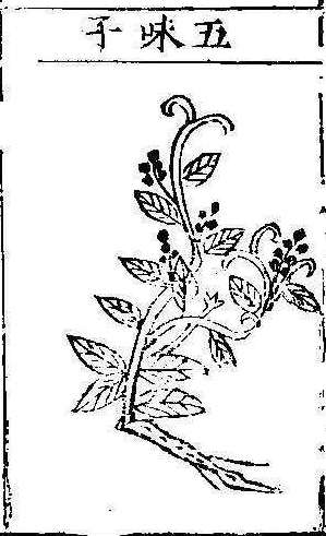 본초강목1 오미자 오미자.jpg