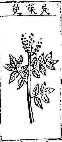 본초강목1 오수유 오수유.jpg