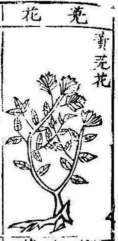 본초강목1 원화 원화2.jpg