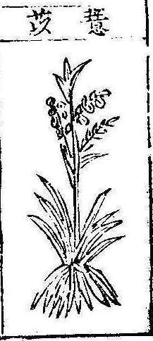 본초강목1 의이인 의이인.jpg