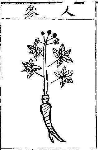 본초강목1 인삼 인삼.jpg