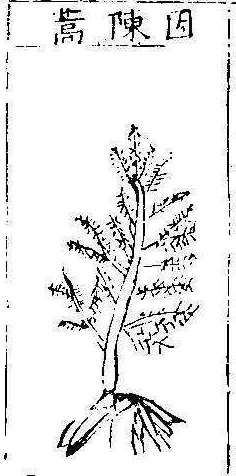 본초강목1 인진호 인진호.jpg