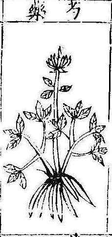 본초강목1 작약 작약.jpg