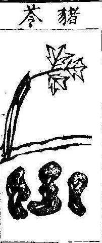 본초강목1 저령 저령.jpg