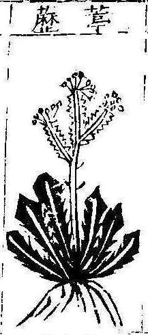 본초강목1 정력 정력.jpg