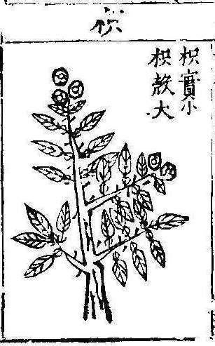 본초강목1 지실 지실.jpg