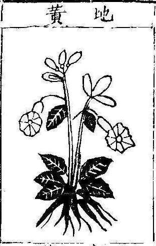 본초강목1 지황 지황.jpg