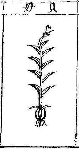 본초강목1 패모 패모.jpg