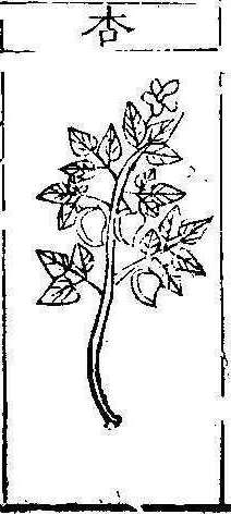 본초강목1 행인 행인.jpg