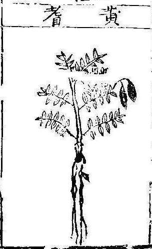 본초강목1 황기 황기.jpg