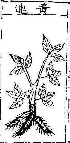 본초강목1 황련 황련.jpg