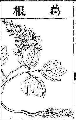 본초강목2 갈근 갈근.jpg