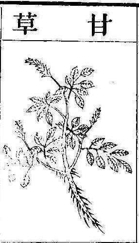본초강목2 감초 감초.jpg