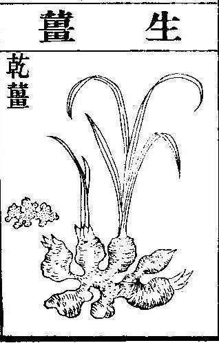 본초강목2 생강 건강_생강.jpg