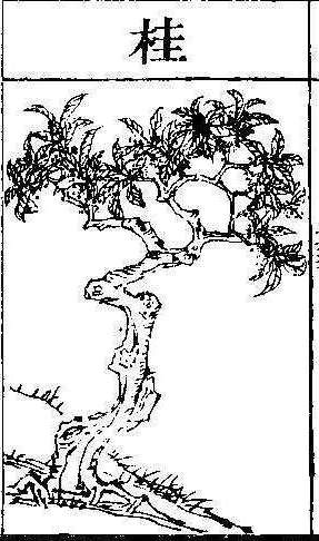 본초강목2 계지 계지.jpg