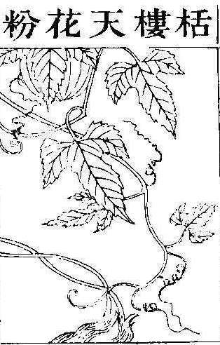 본초강목2 과루근 과루실.jpg