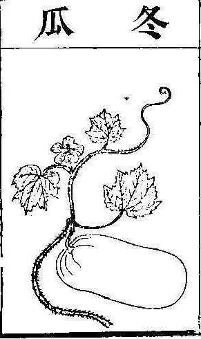 본초강목2 과체 과체1.jpg