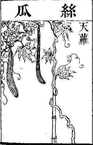 본초강목2 과체 과체5.jpg