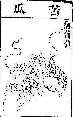 본초강목2 과체 과체6.jpg