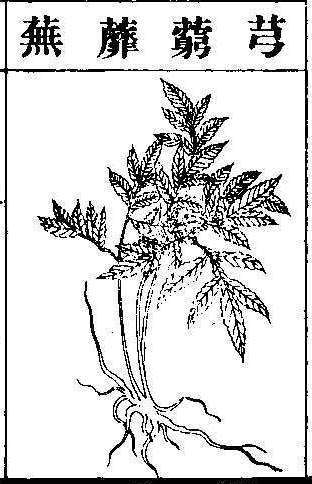 본초강목2 궁궁 궁궁.jpg